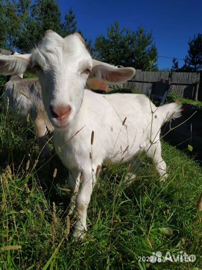 Коза дойная, козочка, козлёнок, козел