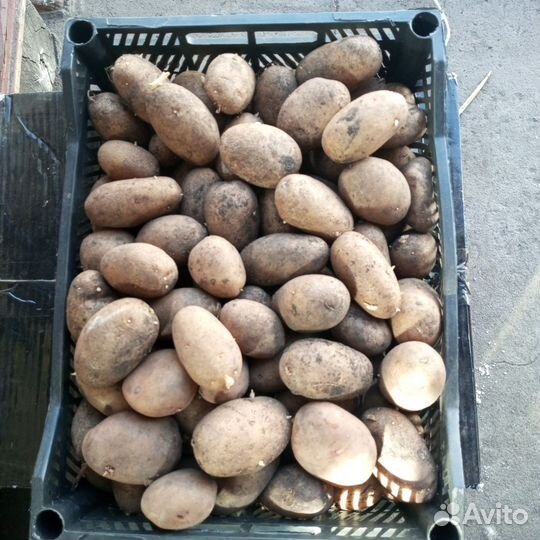 Семенной картофель