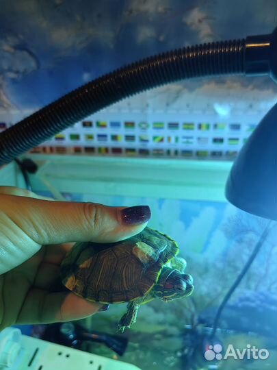 Террариум для черепахи