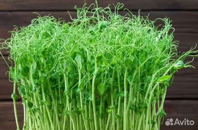 Микрозелень Гороха купить в Москве | Товары для дома и дачи | Авито