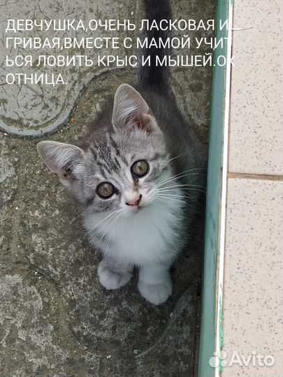 Отдам бесплатно