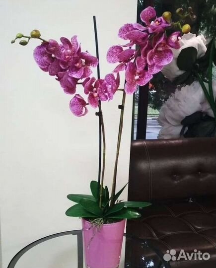 Орхидеи фаленопсис и цимбидиум