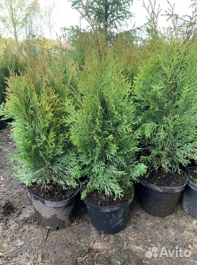 Туя западная Смарагд