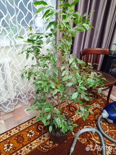 Фикус бенджамина