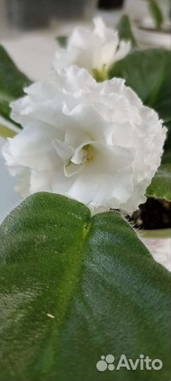 Фиалка белая махровая