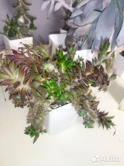 Суккуленты Адромискус Анакампсерос Граптопеталум