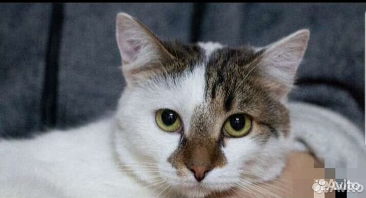 Ищем любящую семью для молодого кота Итана