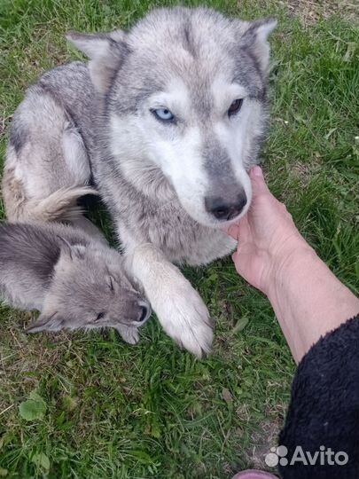 Хаски в добрые руки