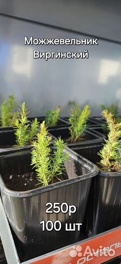 Можжевельник