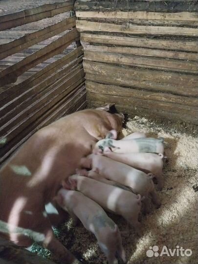 Поросенок ландрас