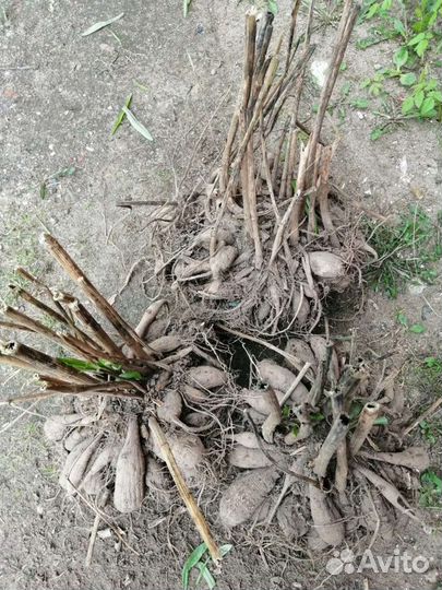 Георгины клубни