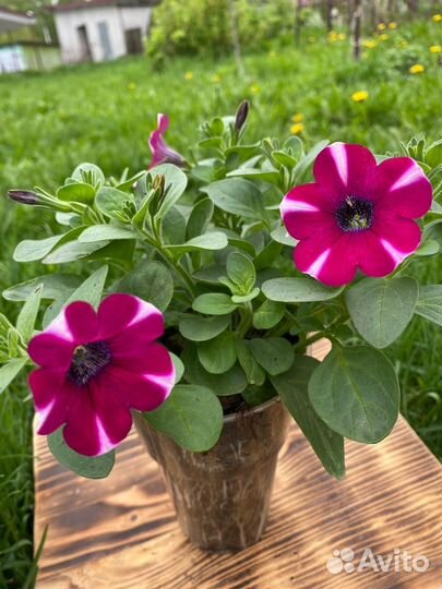 Вегетативная петуния