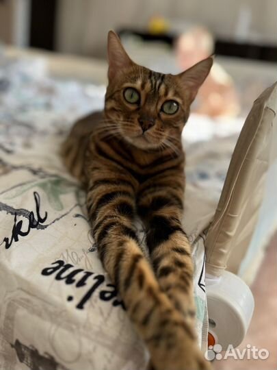 Бенгальская кошка ищет жениха