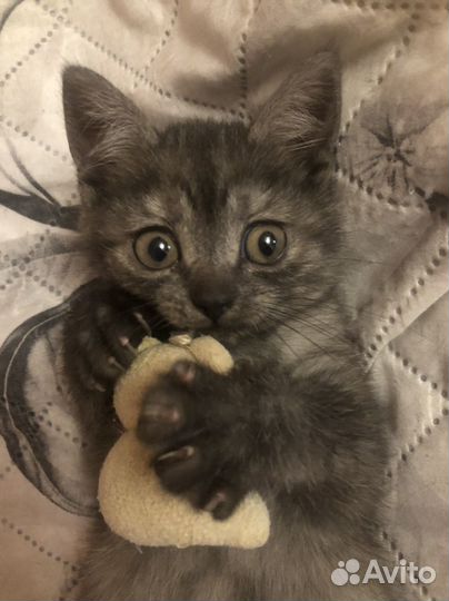 Котёнок мальчик ищет самых лучших и добрых хозяев