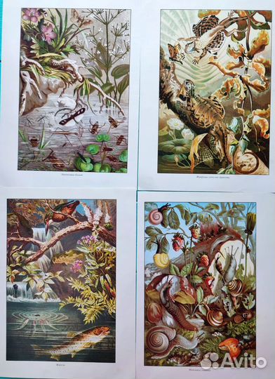 Ботанические иллюстрации цветы, животные, птицы