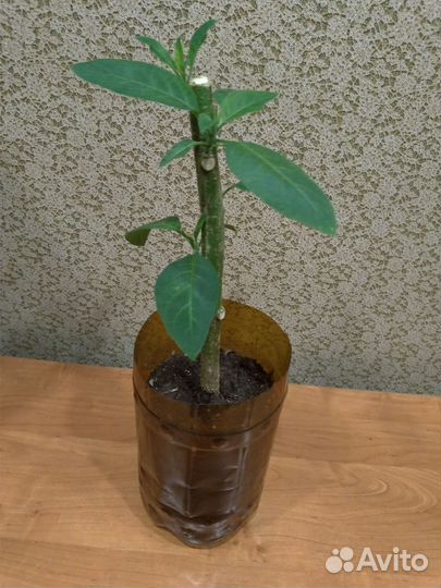 Кто забыл купить Бругмансию