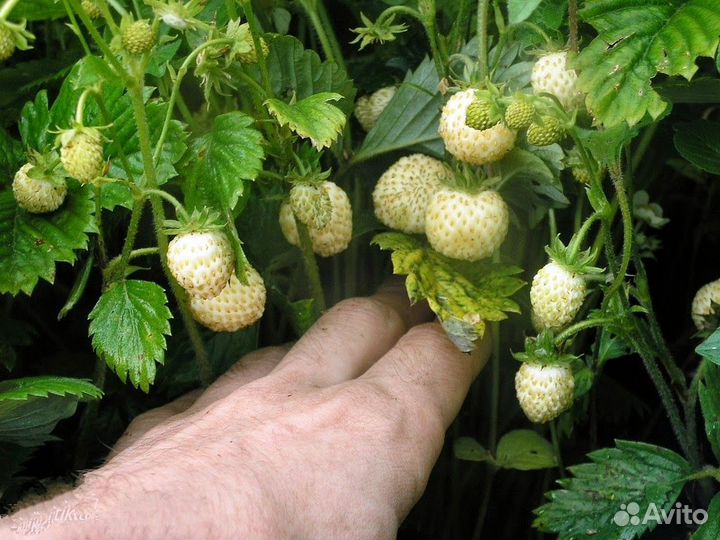 Земляника Жёлтая ремонтантная рассада