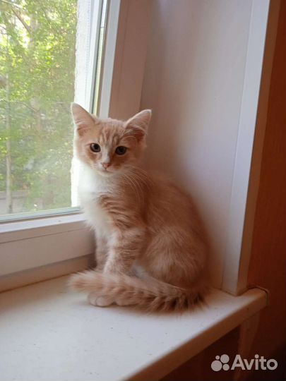 Котята приносящие удачу