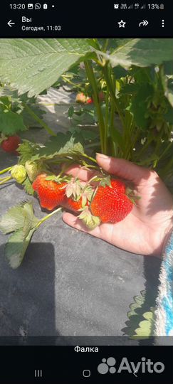 Ягода домашней клубнички