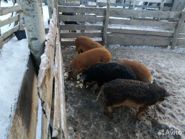 Сало свиное породы венгерской мангалицы