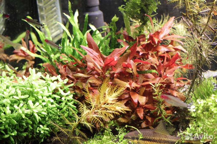 Аквариумные растения с доставкой по РФ
