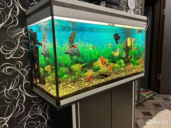 Аквариум