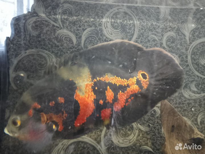 Рыба астронотус тигровый, находится в Белом яре