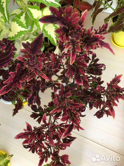 Много красивых колеусов