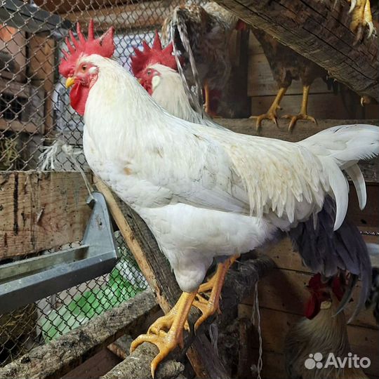 Молодые петухи