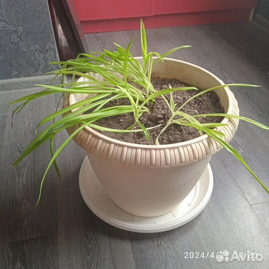 Хлорофитум в большом пластиковом горшке