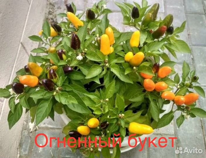 Рассада низкорослых горшечных перцев