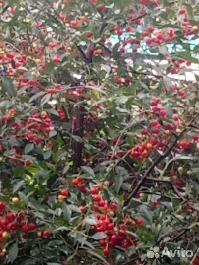 Вишня свежая