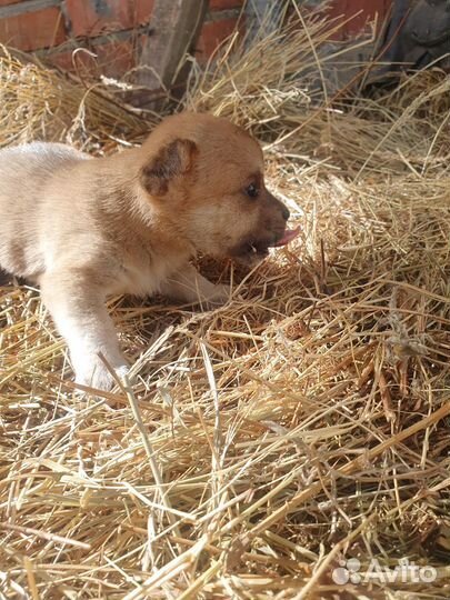 Щенок в добрые руки