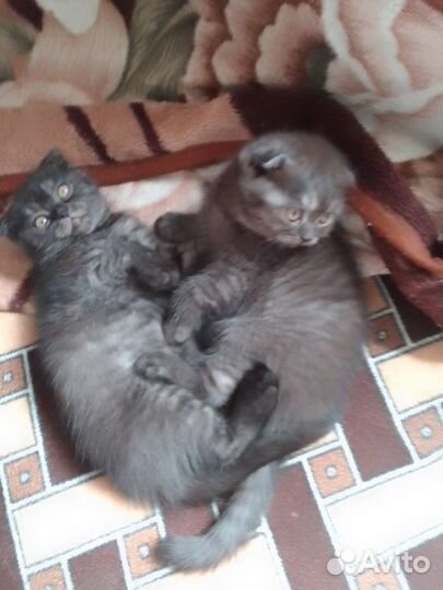 Шотландские котодетки