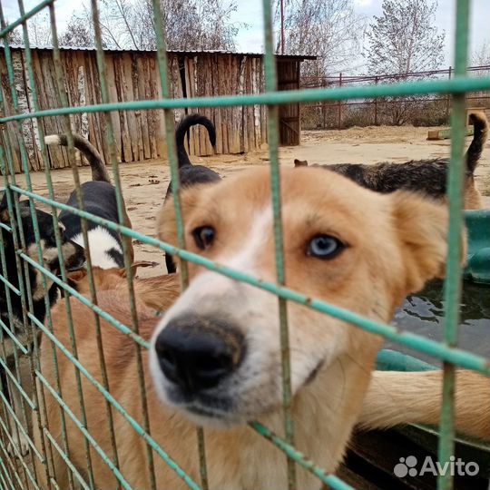 Собака в добрые руки