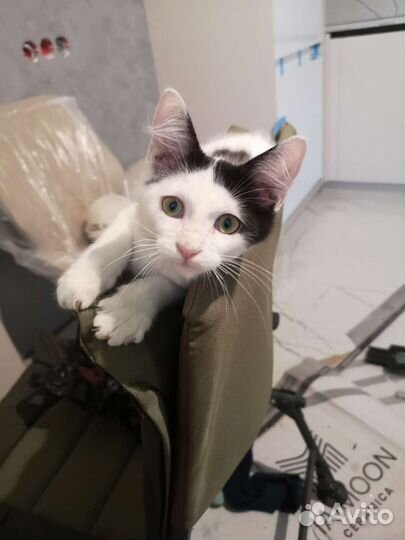 Котенок ищет дом, котика подбросили