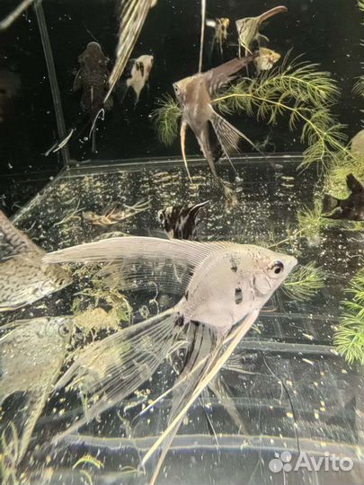 Аквариумные рыбки