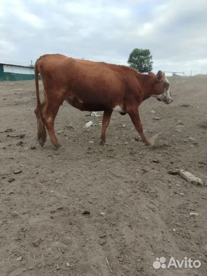 Корова 4 года