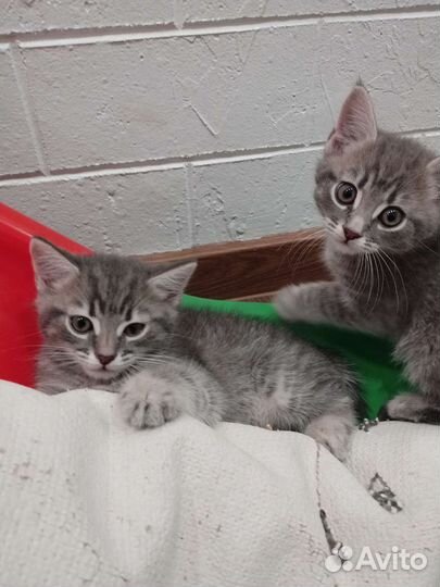 Котята в добрые руки мальчики