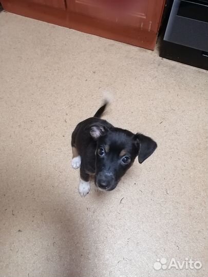 Щенки джек рассел терьер