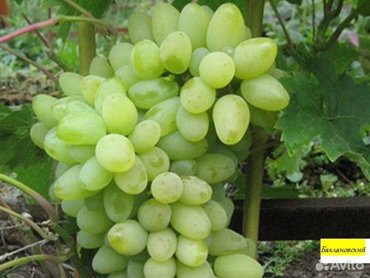 Саженцы винограда