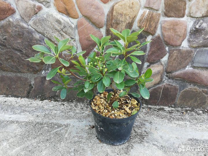 Рафиолепис