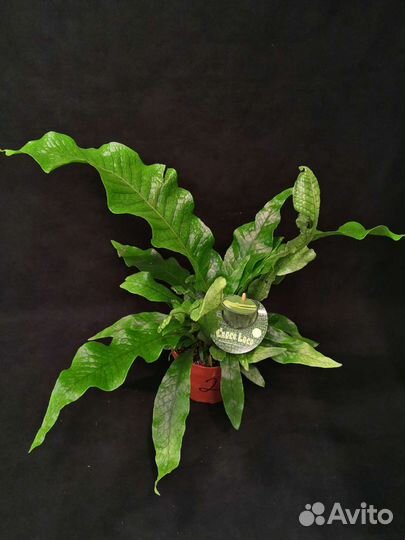 Папоротник крокодил 12/25-35