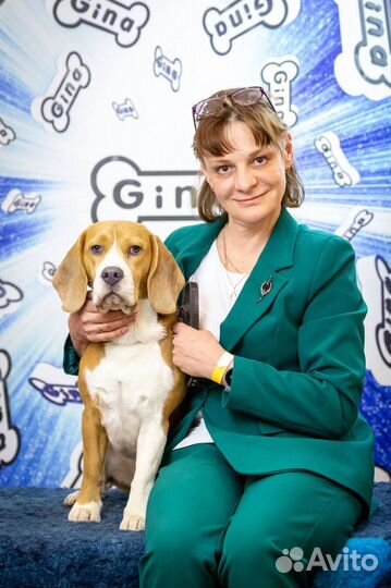 Вязка кобель бигль