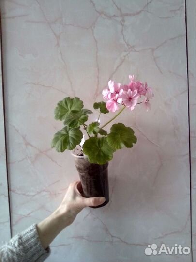 Комнатные цветы