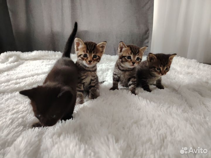 Котята в добрые руки бесплатно