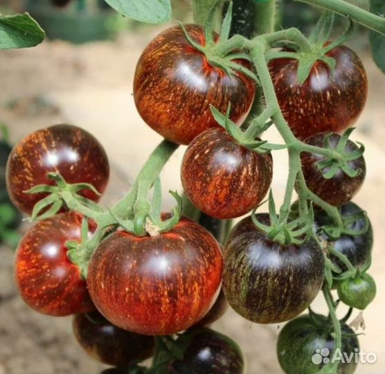Семена томат помидор