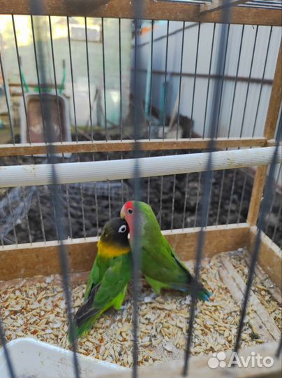 Неразлучники