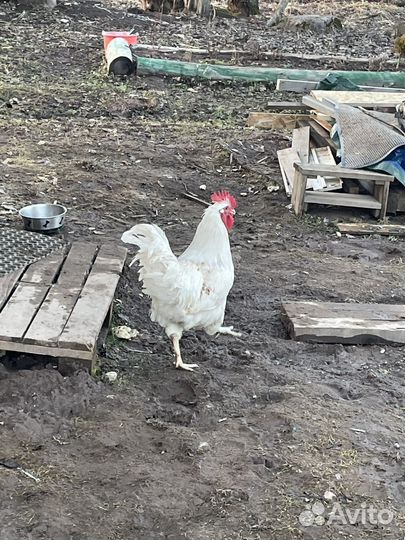 Петухи Легорн