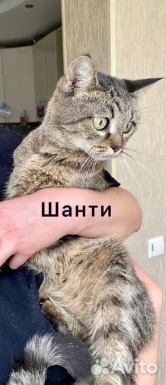 Шанти ищет дом